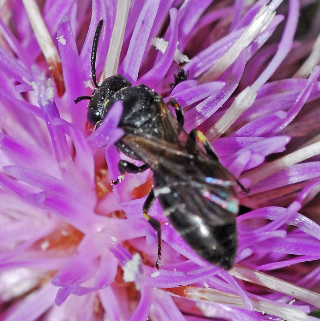 Colletidae: Hylaeus sp.